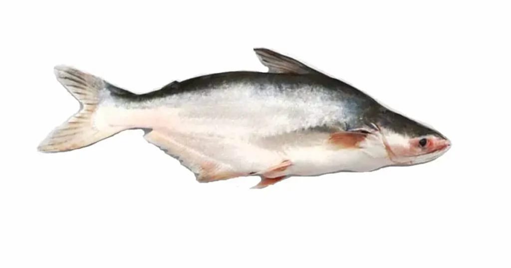 Pangus Fish